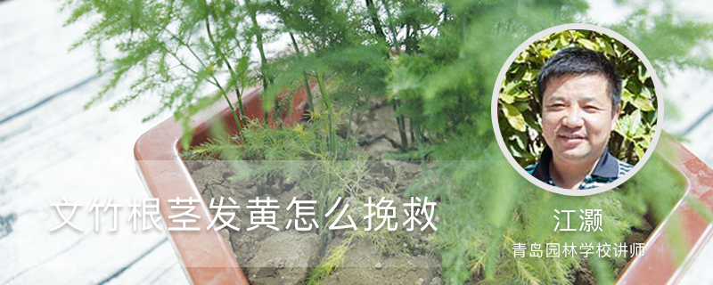 文竹根茎发黄怎么挽救,枝叶发黄怎么办 文竹根茎发黄怎么挽救,枝叶发黄怎么办