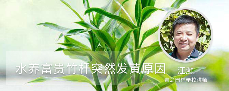 水养富贵竹杆突然发黄,不要慌,1招就变绿 水养富贵竹杆突然发黄,不要慌,1招就变绿