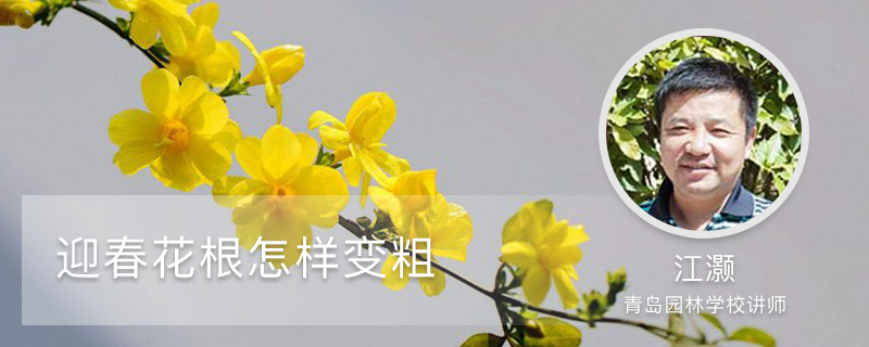迎春花根怎样变粗,怎样绑扎造型 迎春花根怎样变粗,怎样绑扎造型