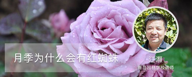 月季为什么会有红蜘蛛 月季为什么会有红蜘蛛