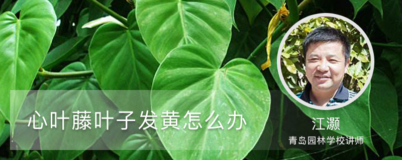 心叶藤叶子发黄怎么办 心叶藤叶子发黄怎么办