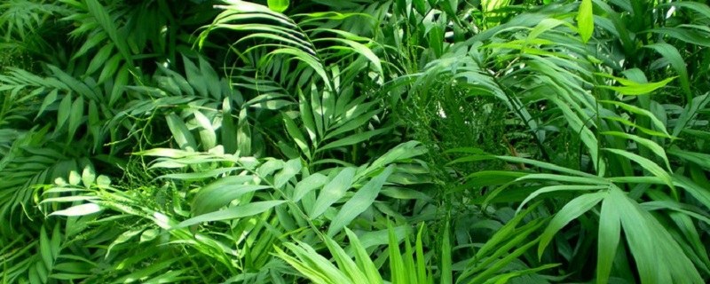 袖珍椰子的养殖方法 袖珍椰子的养殖方法