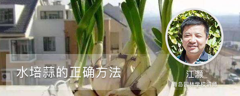 水培蒜的正确方法 水培蒜的正确方法