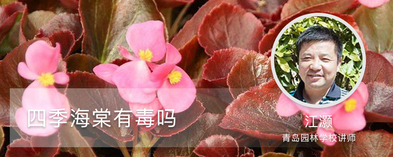 四季海棠有毒吗,怎么在家里养 四季海棠有毒吗,怎么在家里养