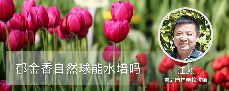 郁金香自然球能水培吗(方法及流程) 郁金香自然球能水培吗(方法及流程)