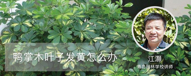 鸭掌木叶子发黄怎么办 鸭掌木叶子发黄怎么办