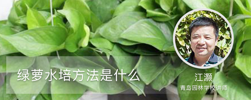 绿萝水培方法是什么 绿萝水培方法是什么