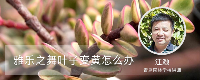 雅乐之舞叶子变黄,这样做轻松救活 雅乐之舞叶子变黄,这样做轻松救活