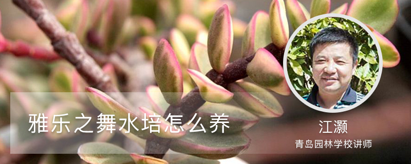 雅乐之舞水培怎么养,喜欢阳光吗 雅乐之舞水培怎么养,喜欢阳光吗