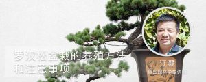 罗汉松盆栽的养殖方法和注意事项