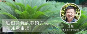 铁树盆栽的养殖方法和注意事项