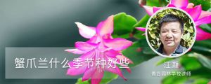 蟹爪兰什么季节种好些