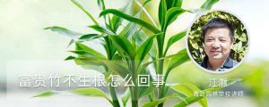 富贵竹不生根怎么回事（最快生根方法）