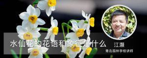 水仙花的花语和象征是什么