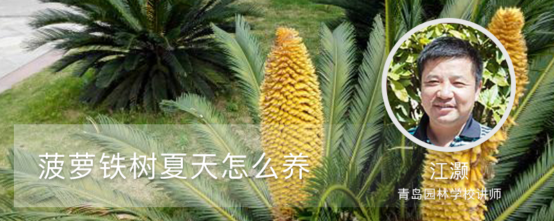 菠萝铁树夏天怎么养 菠萝铁树夏天怎么养