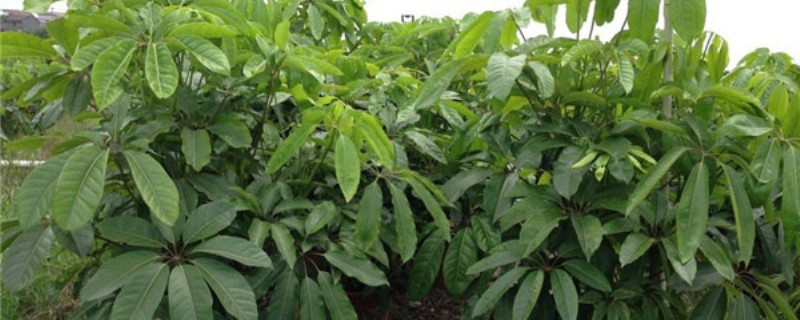 大叶伞的养殖方法和注意事项 大叶伞的养殖方法和注意事项