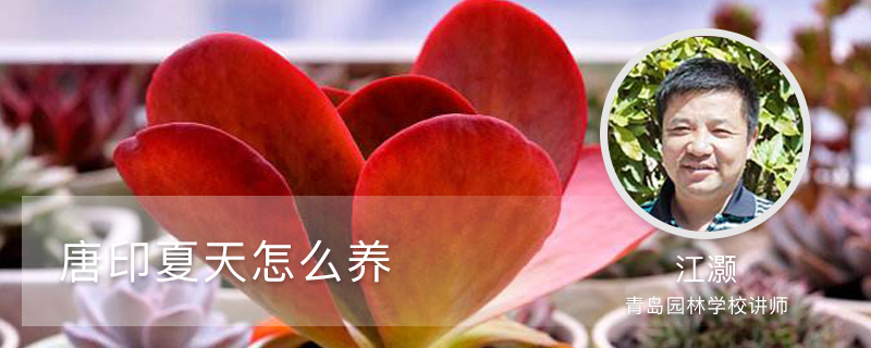唐印夏天怎么养 唐印夏天怎么养