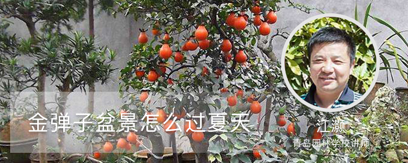 金弹子盆景怎么过夏天 金弹子盆景怎么过夏天