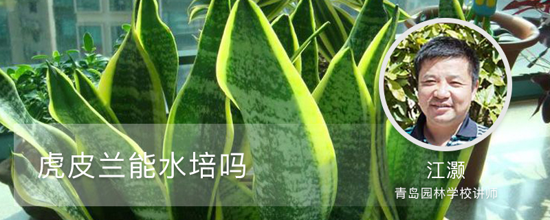 虎皮兰能水培吗 虎皮兰能水培吗