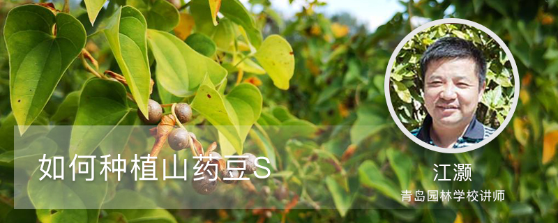 如何种植山药豆 如何种植山药豆