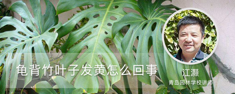 龟背竹叶子发黄怎么回事 龟背竹叶子发黄怎么回事