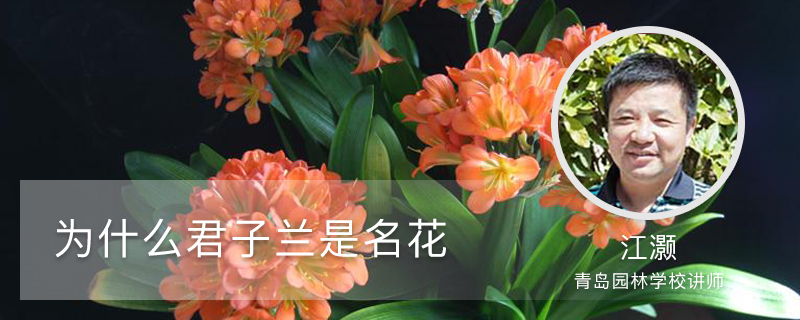 为什么君子兰是名花 为什么君子兰是名花
