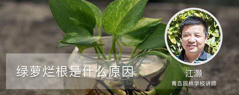 绿萝烂根是什么原因 绿萝烂根是什么原因