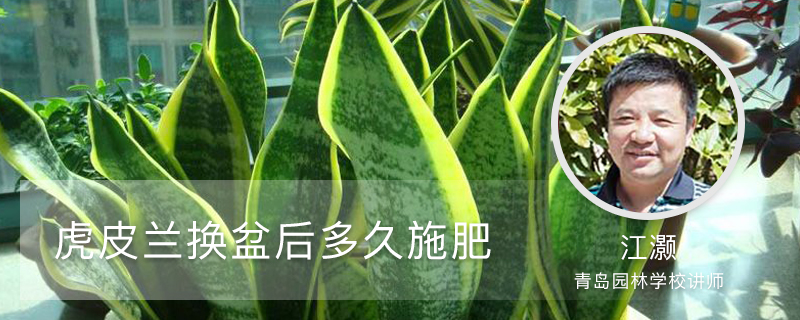 虎皮兰换盆后多久施肥 虎皮兰换盆后多久施肥