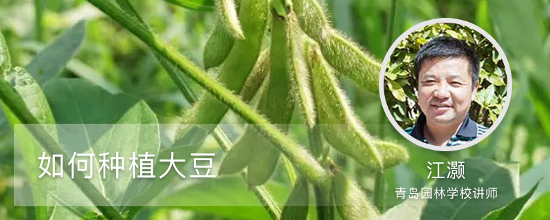 如何种植大豆 花百科