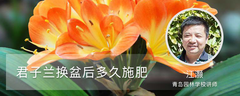 君子兰换盆后多久施肥 君子兰换盆后多久施肥