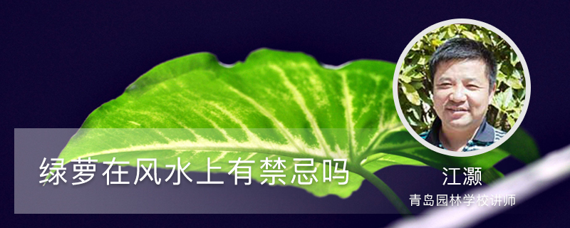 绿萝在风水上有禁忌吗 绿萝在风水上有禁忌吗