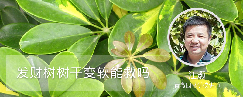 发财树树干变软能救吗 发财树树干变软能救吗