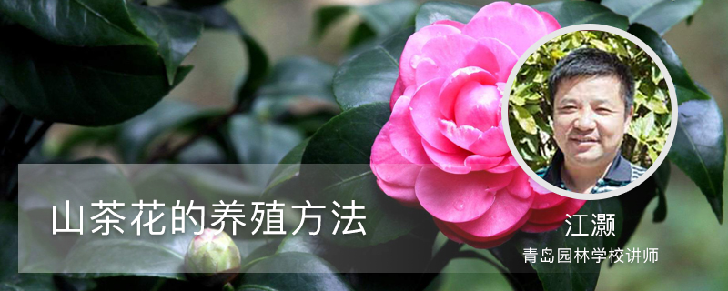 山茶花的养殖方法 山茶花的养殖方法