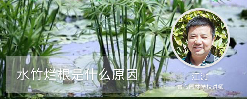 水竹烂根是什么原因 水竹烂根是什么原因