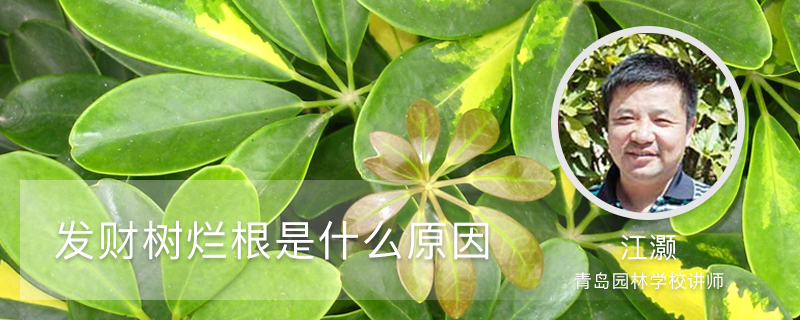 發財樹爛根是什麼原因 發財樹爛根是什麼原因