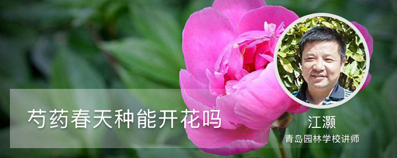芍药春天种能开花吗 芍药春天种能开花吗