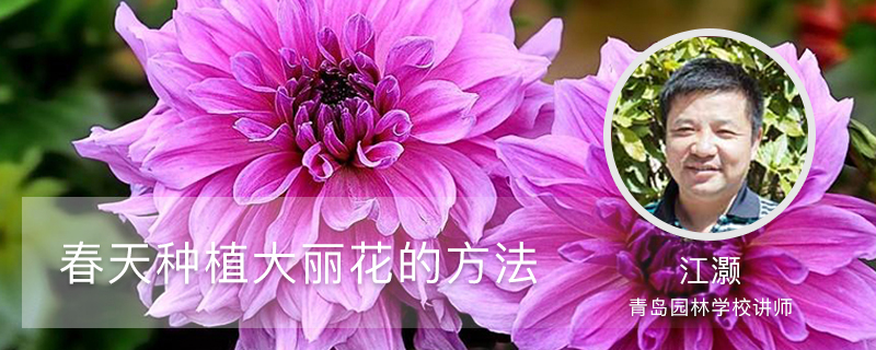 春天种植大丽花的方法 春天种植大丽花的方法