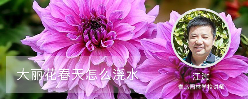 大丽花春天怎么浇水 大丽花春天怎么浇水