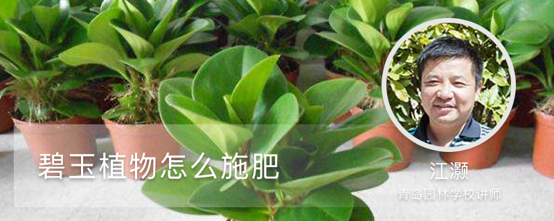 碧玉植物怎么施肥 碧玉植物怎么施肥