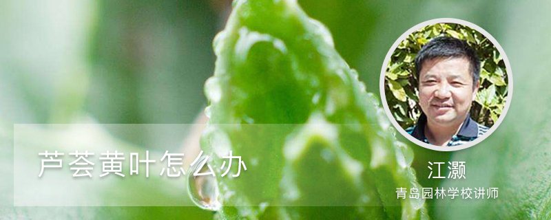 芦荟黄叶怎么办 芦荟黄叶怎么办