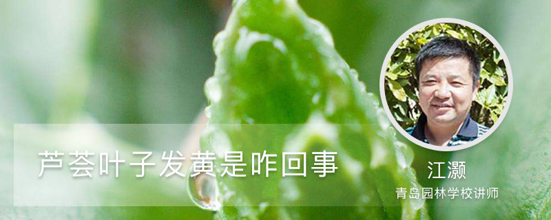 芦荟叶子发黄是咋回事 芦荟叶子发黄是咋回事