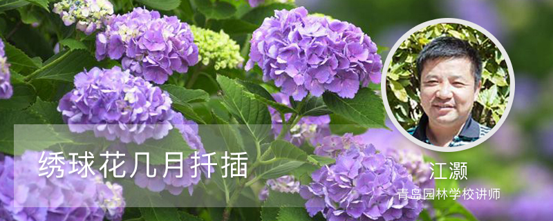 绣球花几月扦插 绣球花几月扦插