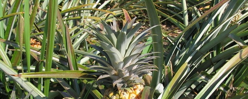 菠萝的养殖方法 菠萝的养殖方法