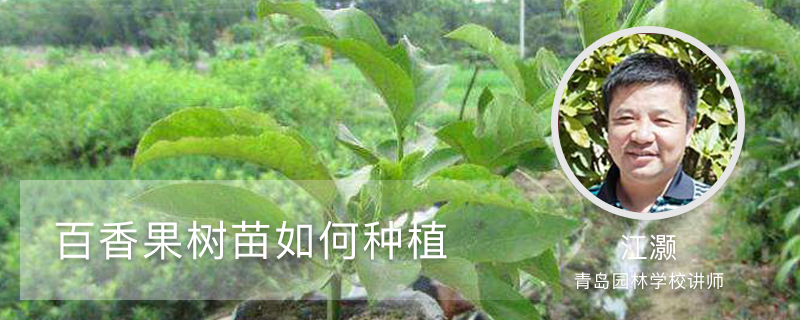 百香果树苗如何种植 百香果树苗如何种植