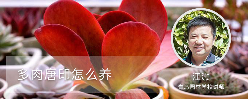 多肉唐印怎么养 多肉唐印怎么养