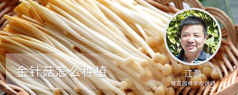 金针菇怎么种植 金针菇怎么种植