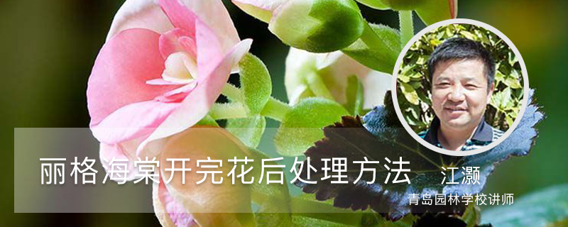 丽格海棠开完花后处理方法 丽格海棠开完花后处理方法