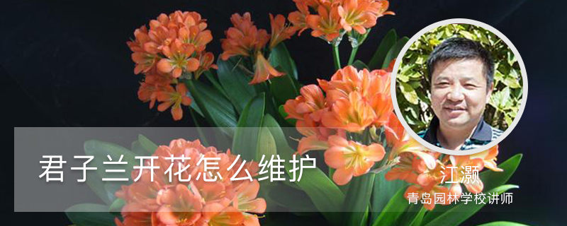 君子兰开花怎么维护 君子兰开花怎么维护
