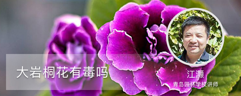 大岩桐花有毒吗 大岩桐花有毒吗
