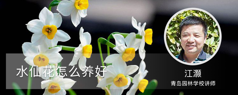 水仙花怎么养好 水仙花怎么养好